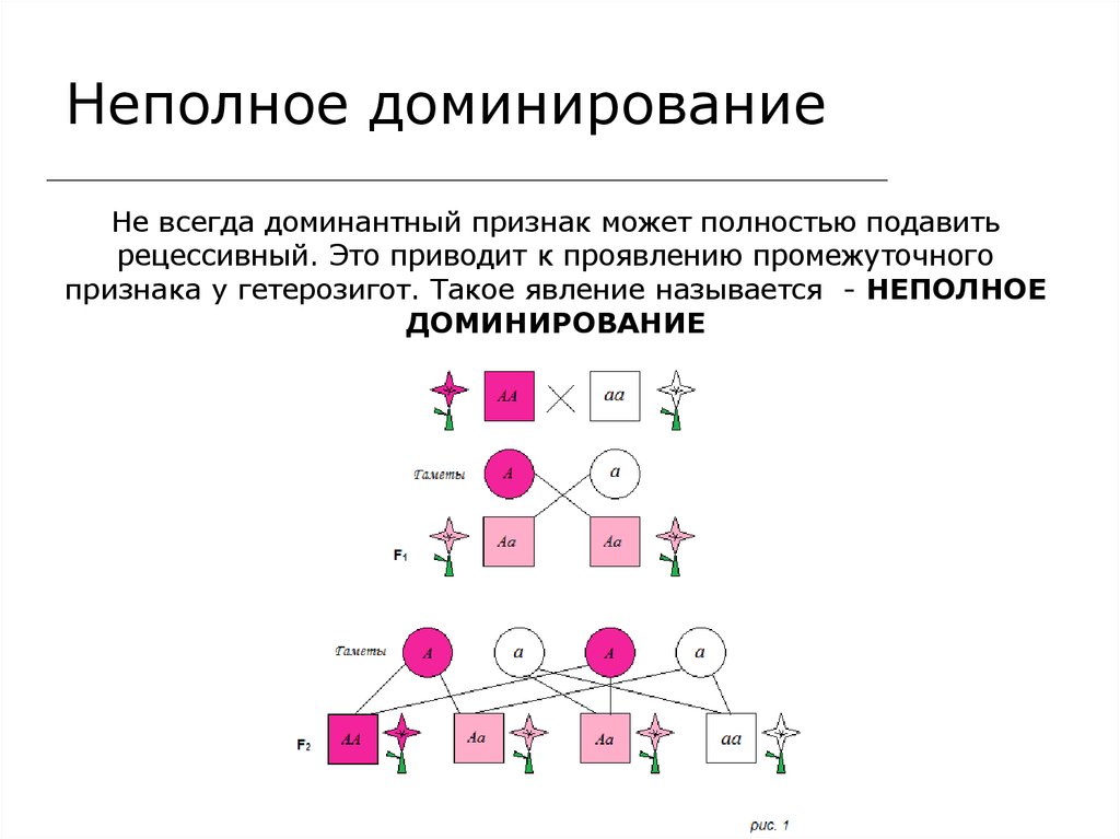 Полное доминирование признака. Схема неполного доминирования биология. Неполное доминирование Тип наследования. Промежуточный признак неполное доминирование. Генетические схемы неполного доминирования.