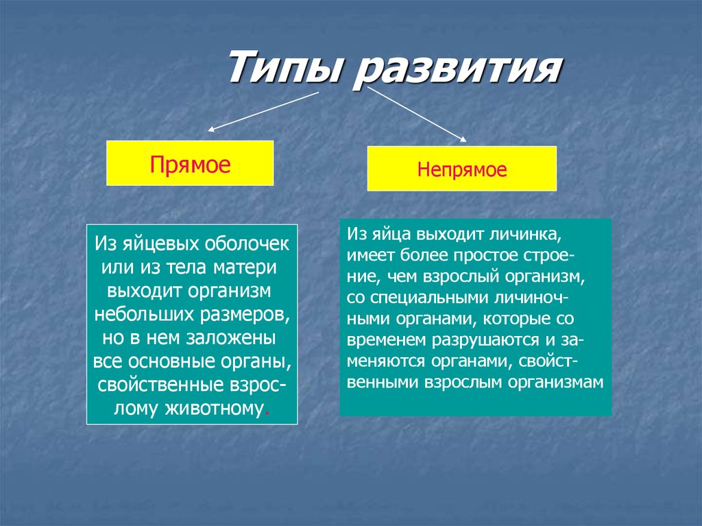 Схема сравнения прямого и непрямого развития организма