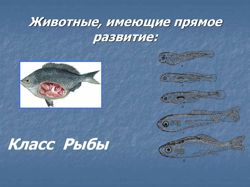 Животные, имеющие прямое развитие: