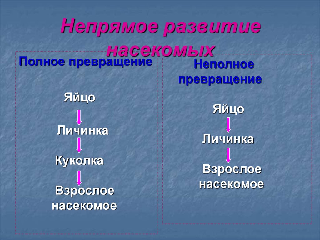 Полное развитие. Непрямое развитие. Непрямое развитие с неполным превращением. Непрямое развитие насекомых.