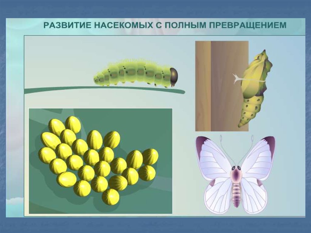 Прямое и непрямое развитие животных 6 класс биология презентация