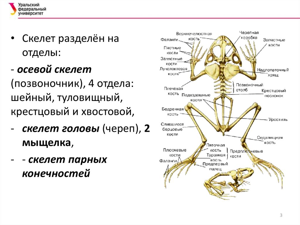 Осевой скелет амфибий. Осевой скелет позвоночных. Отделы позвоночника шейный туловищный крестцовый хвостовой что это. Осевой скелет амфибий представлен.