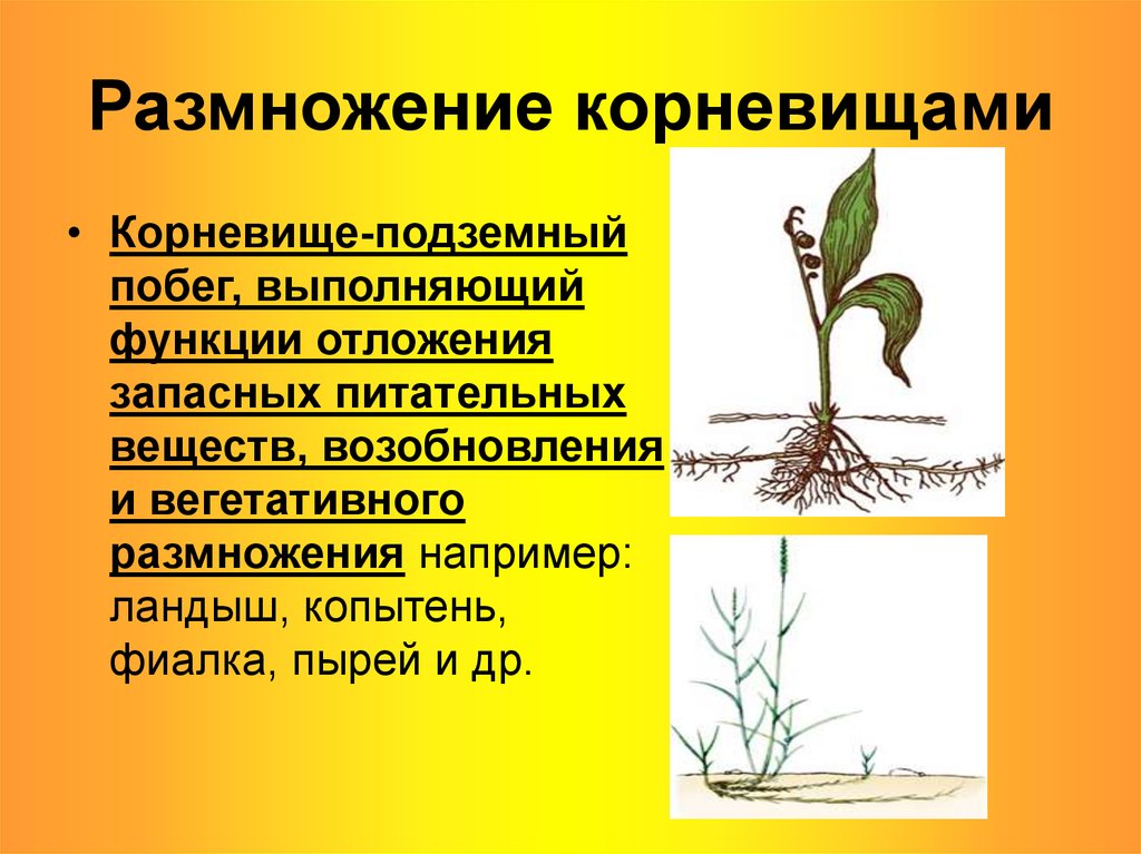 При вегетативном размножении используются. Вегетативное размножение. Размножение растений. Вегетативное размножение ра. Способы вегетативного размножения.