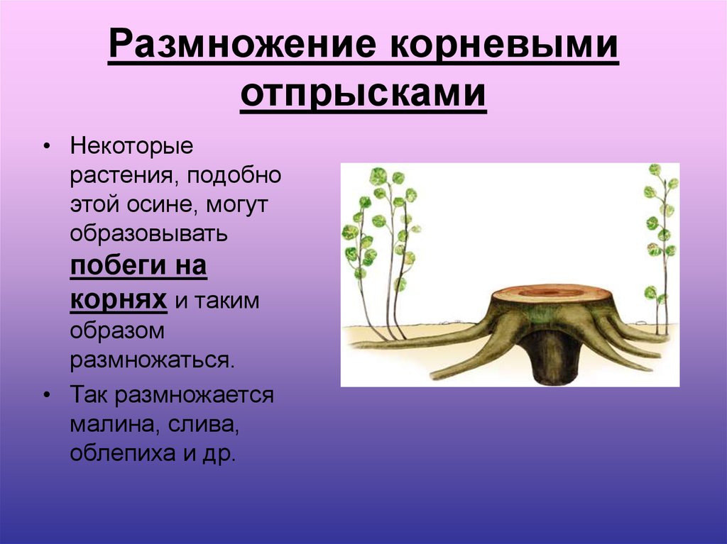 Большинство растений размножается. Корневыми отпрысками могут размножаться. Характеристика вегетативного размножения корневыми отпрысками. Вегетативное размножение растений корневыми отпрысками. Способ размножения корневыми отпрысками.