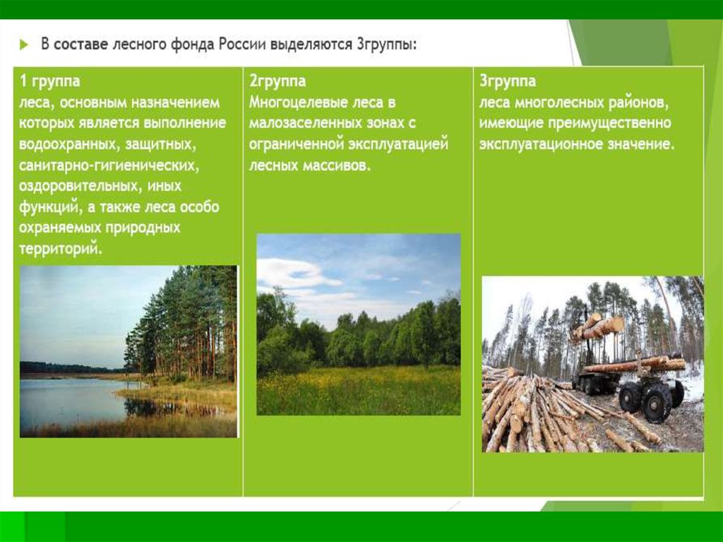 Какие есть группы лесов. Группы леса лесного фонда РФ. Лесной фонд России. Группы лесов, лесных фондов России. Структура лесного фонда.