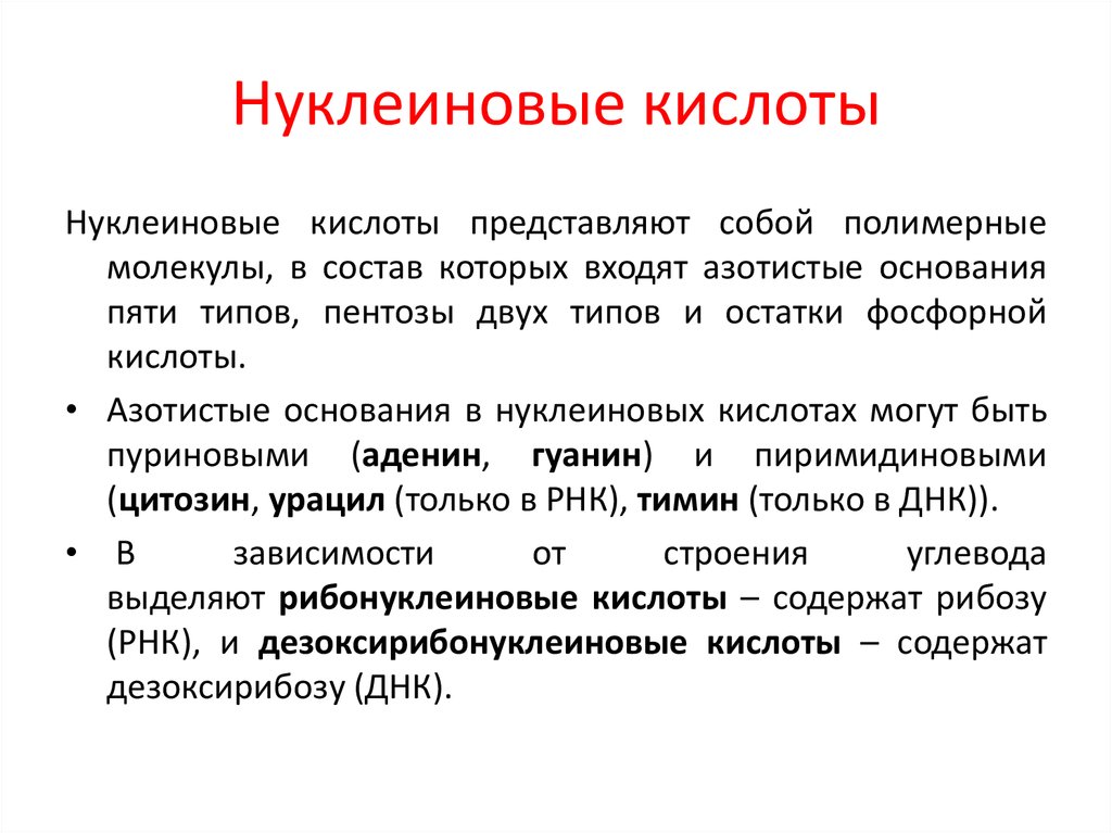 Нуклеиновые кислоты представлены