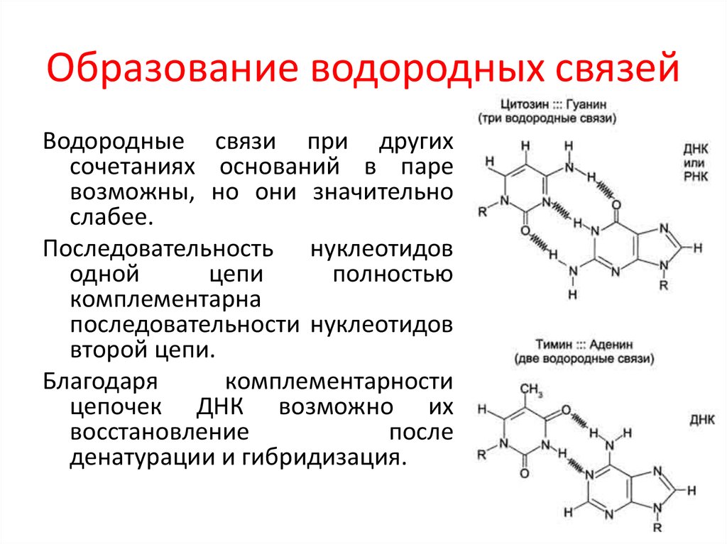 Водородные связи в днк