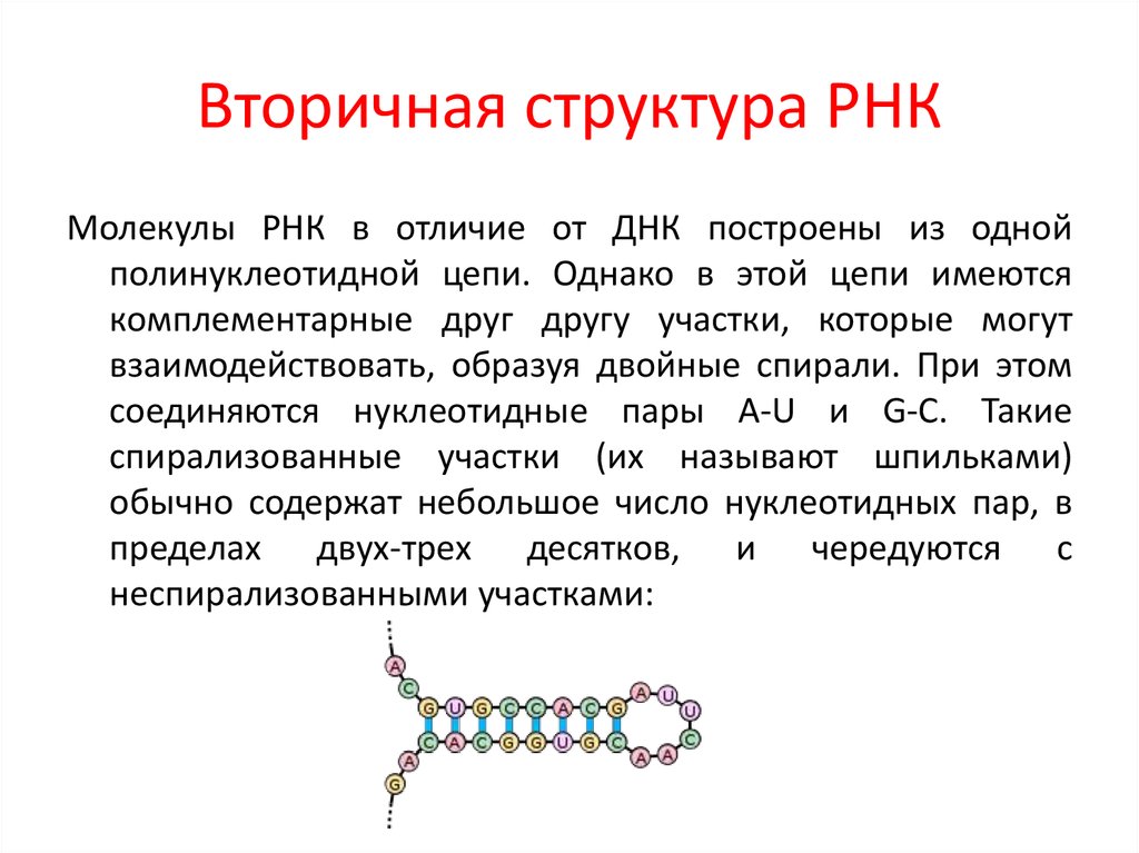 Биологические свойства рнк. Первичная и вторичная структура ТРНК. Строение вторичной структуры РНК. Вторичная и третичная структура РНК. Строение ТРНК первичная структура.