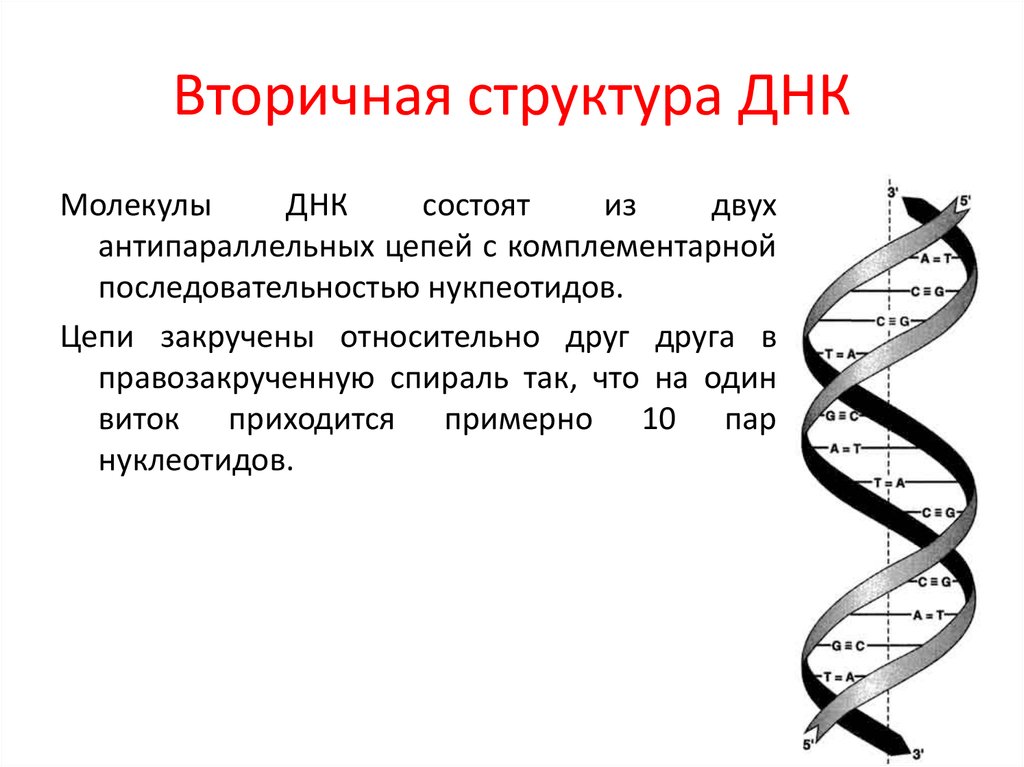 Характеристика структуры днк. Первичная и вторичная структура ДНК схема. Характеристика вторичной структуры ДНК. Первичная структура и вторичная структура ДНК. Строение вторичной структуры ДНК.
