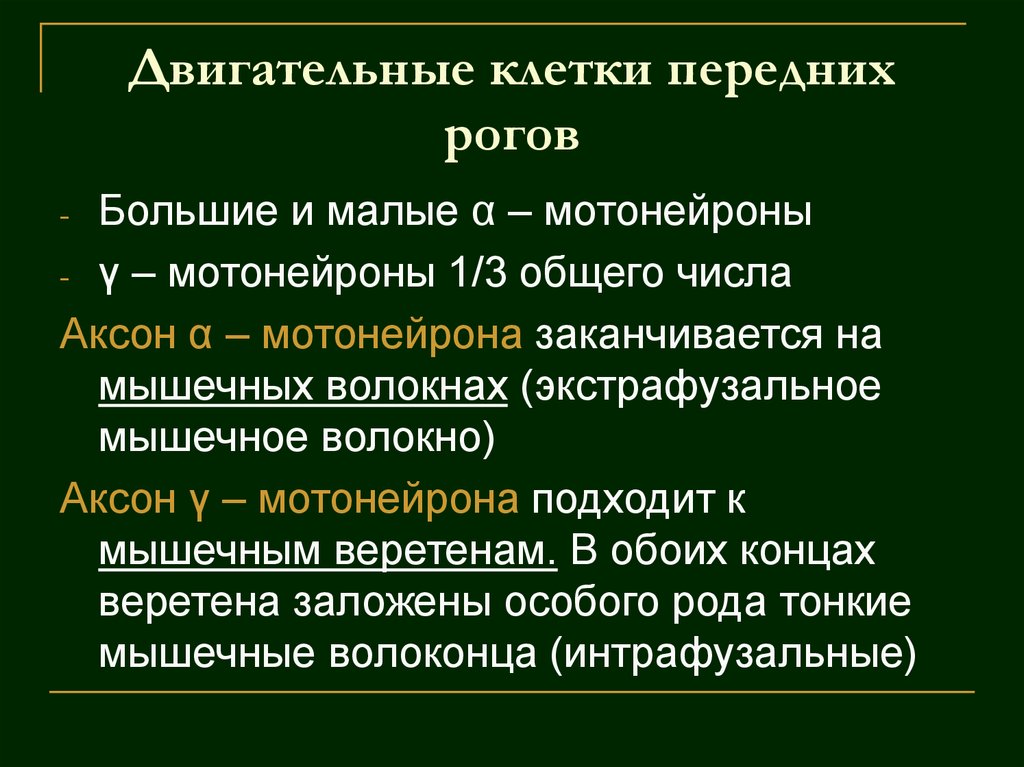Двигательные клетки передних рогов