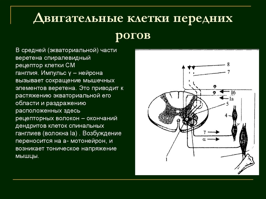 Двигательные клетки передних рогов
