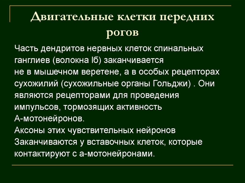 Двигательные клетки передних рогов