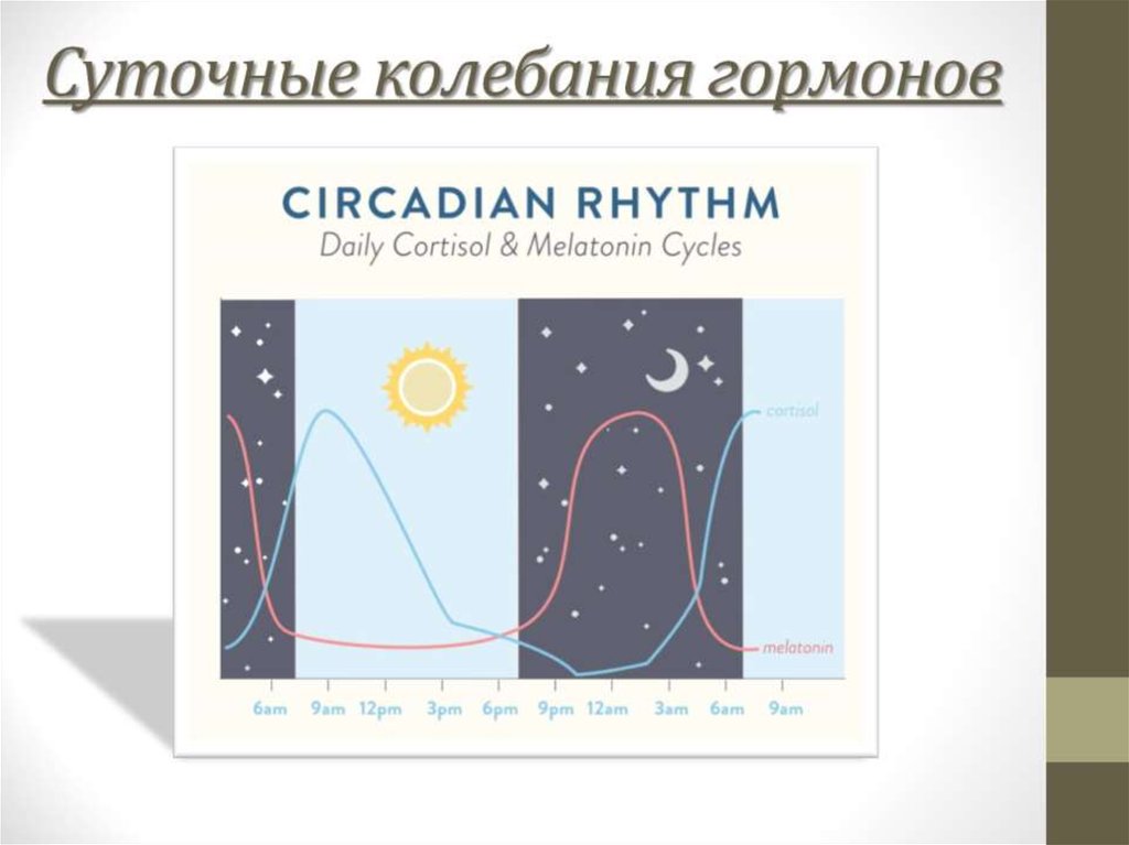 Суточные колебания. Суточные колебания гормонов. Суточные колебания гормона роста. Суточные колебания соматотропина. Суточный ритм секреции гормона роста.