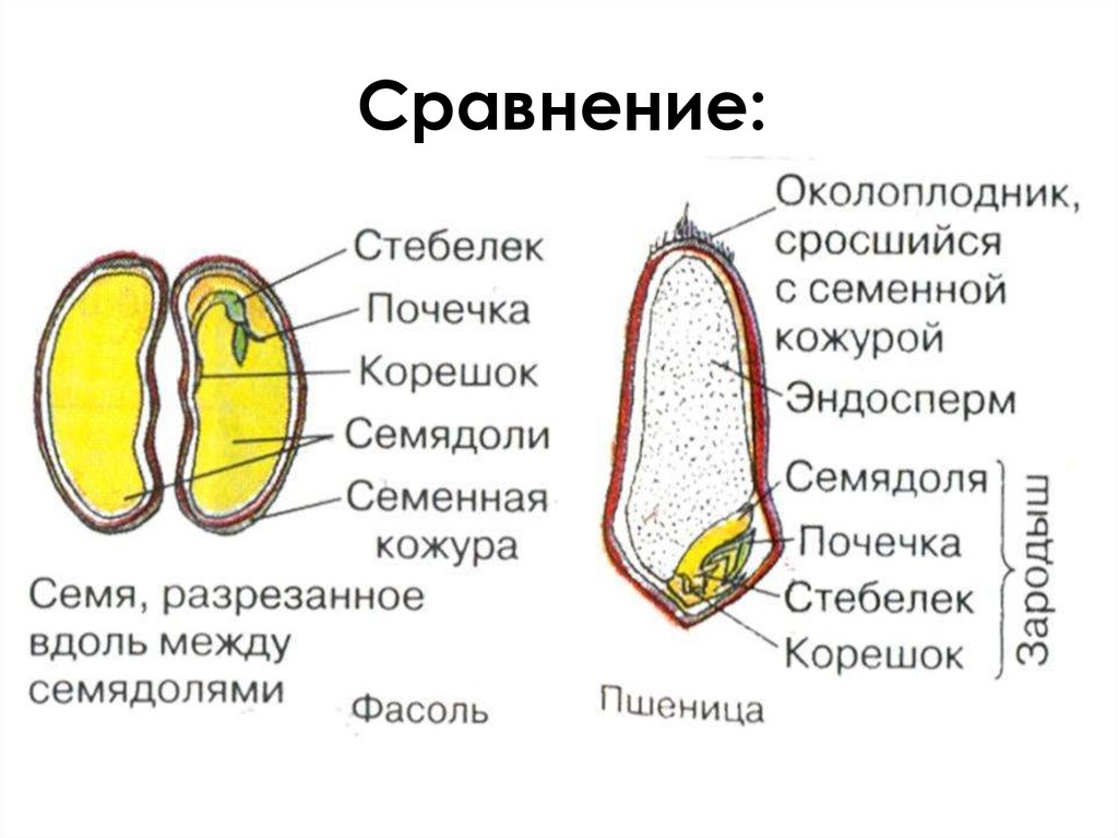 Семя двудольного растения рисунок