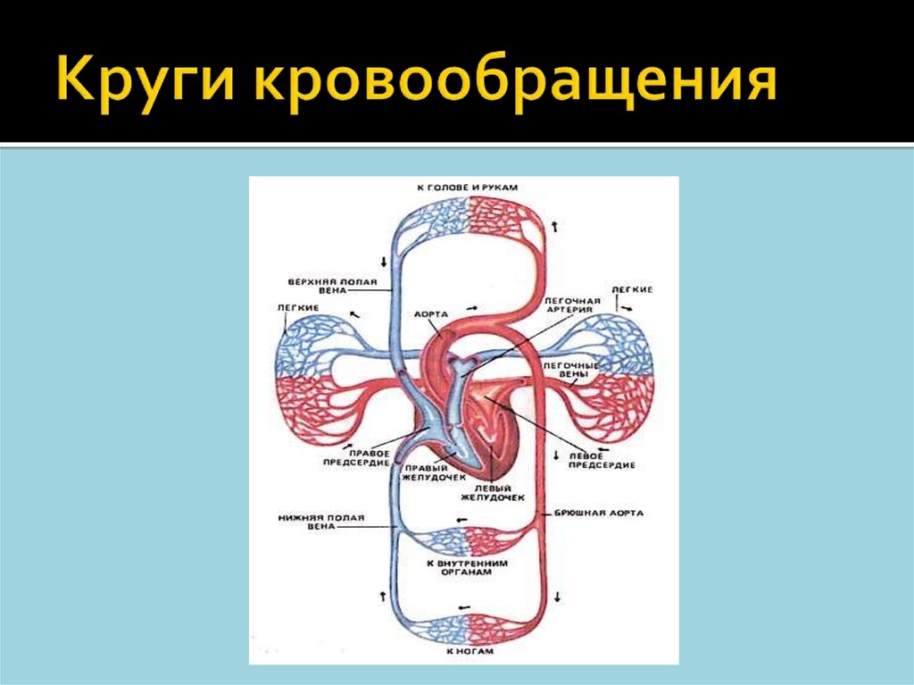 Малый круг кровообращения фото