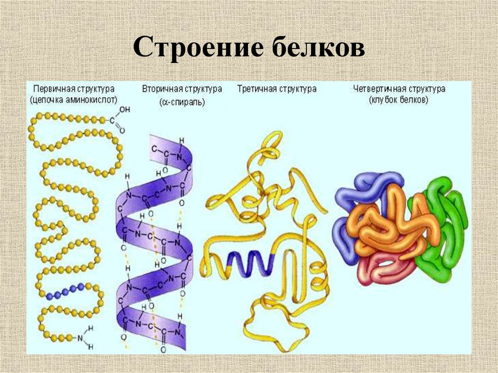 Схема какой структуры белка показана на рисунке