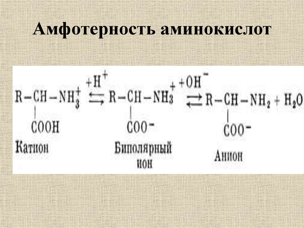 Свойства аминокислот реакции. Амфотерность Альфа аминокислот. Химические свойства аминокислот амфотерные свойства. Химические свойства аминокислот Амфотерность. Амфотерный характер аминокислот.
