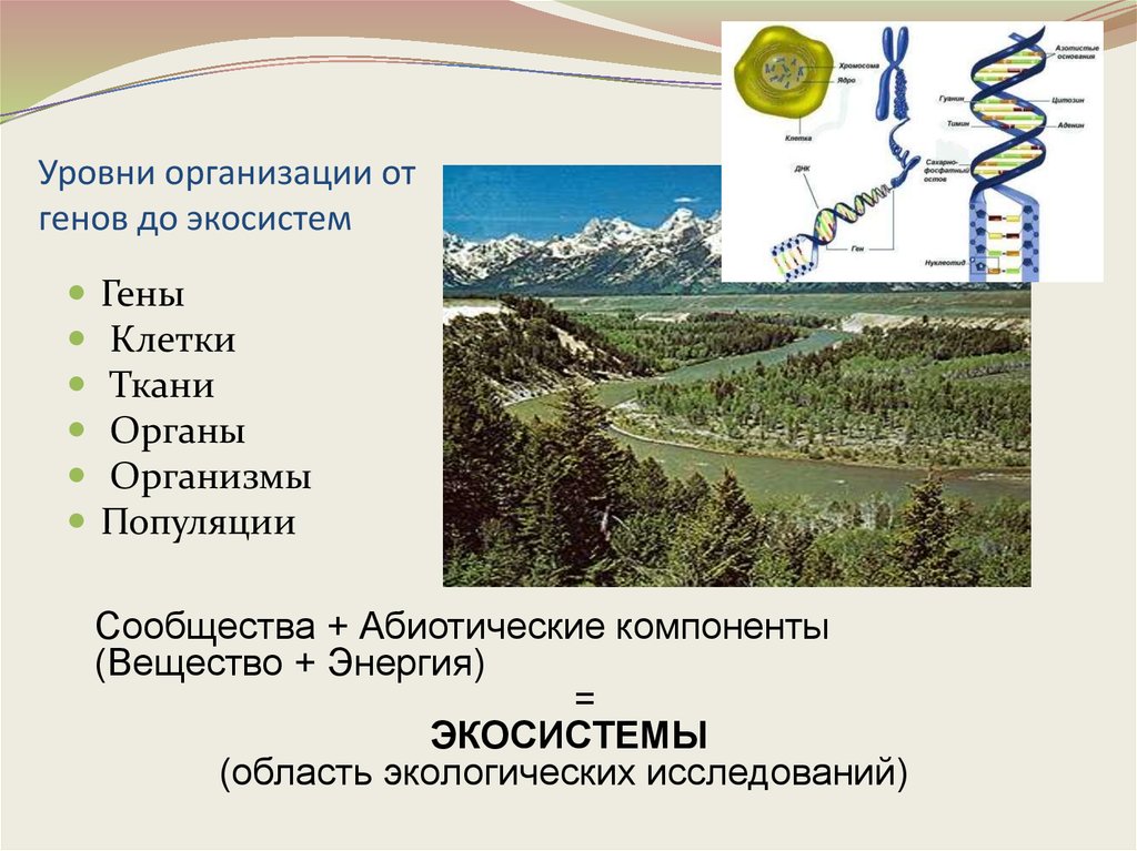 Глобальный уровень организации