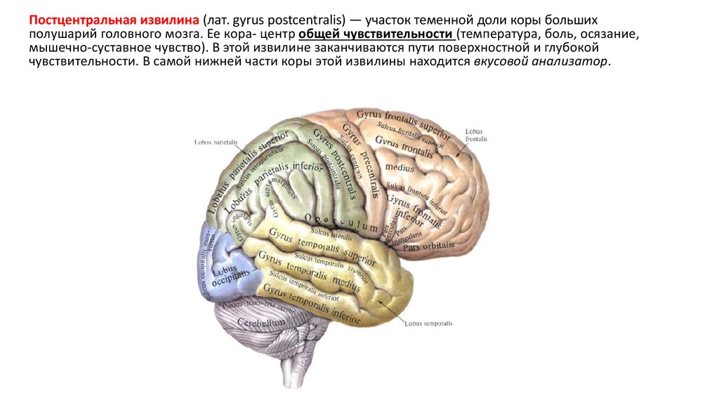 Функции извилин. Функции постцентральной извилины. Отделы постцентральная извилина. Постцентральная извилина теменной доли. Постцентральная извилина функция.