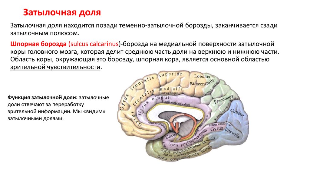 Зона затылочной доли мозга. Функции затылочной доли головного.