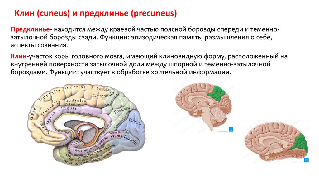 Клин мозга