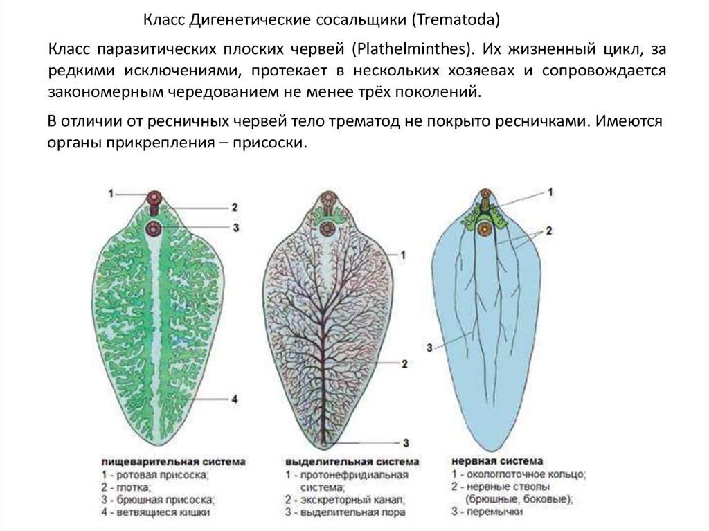 Приспособление к паразитическому образу жизни печеночного сосальщика