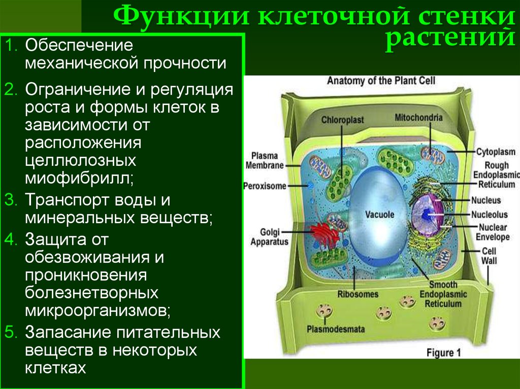 Центральная клетка функции. Клеточная стенка растительной клетки строение и функции. Функция клеточной стенки в растительной клетке. Строение клеточной стенки растительной клетки. Функции клеточной стенки растений.