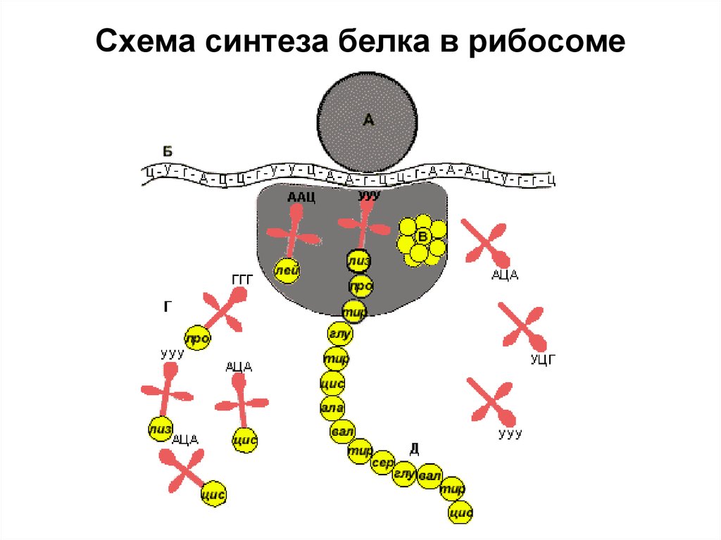 Синтез белков 9 класс. Схема биосинтеза белка на рибосоме. Схема синтеза белка в рибосоме трансляция. Схема синтеза белка в рибосоме. Схема синтеза белка в рибосоме 9 класс.