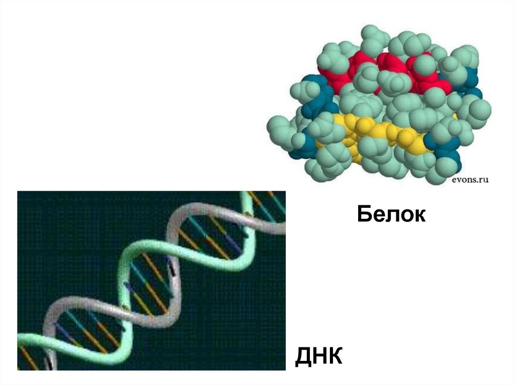 Гены днк белки. Биосинтез белков и нуклеиновых кислот. Синтез белка 10 класс биология. Белки ДНК. ДНК из белков.