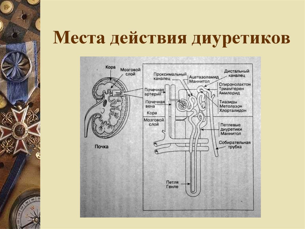 Точки приложения диуретиков схема