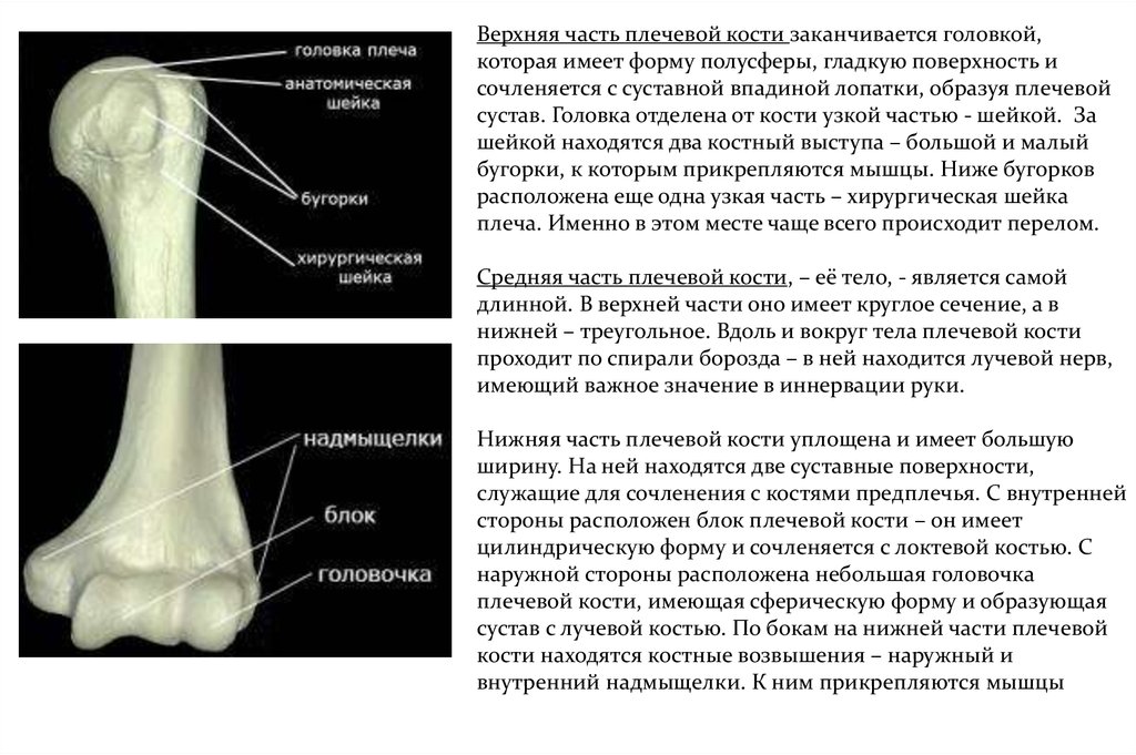 Плечевая Кость Где Находится Фото