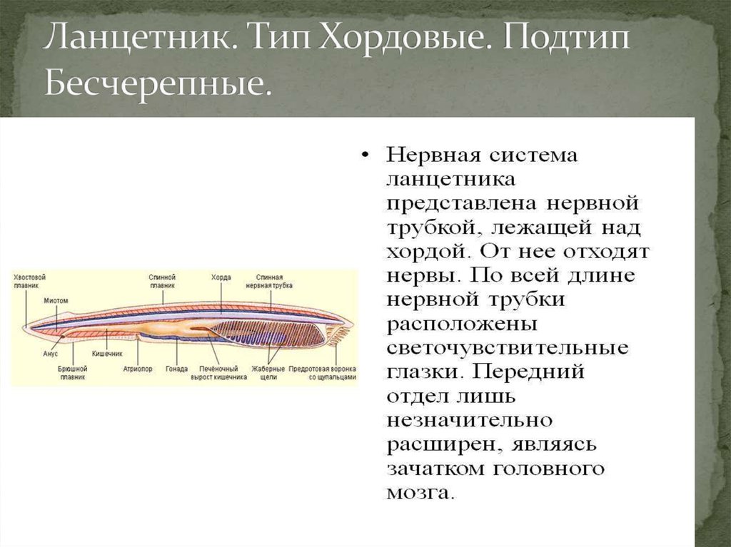 Хордовые вид нервной системы. Тип нервной системы у бесчерепных. Подтип Бесчерепные нервная система. Нервная система бесчерепных хордовых. Нервная система у хордовых ланцетника.