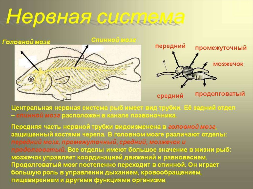 Какой мозг у рыб. Строение нервной системы рыб. Нервная система рыб 7 класс. Строение и функции нервной системы у рыб. Нервная система рыб типы нервной системы.