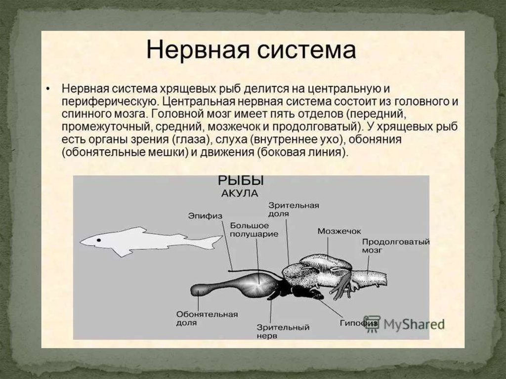 Какую функцию выполняет спинной мозг у акулы. Головной мозг хрящевых рыб. Нервная система у клещевых рыб. Строение нервной системы хрящевых рыб. Нервная система рыб головной мозг.