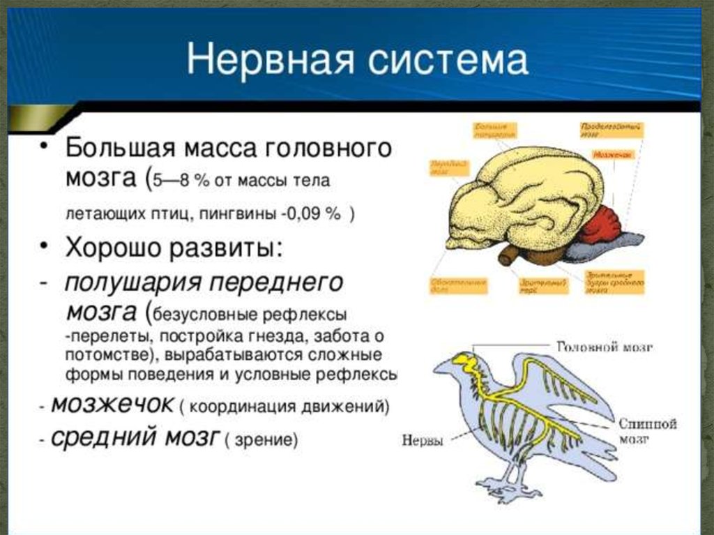 Какие функции выполняют отделы мозга у птиц. Нервная система птиц строение головного мозга. Нервная система птиц 7 класс биология. Нервная система птиц и млекопитающих. Нервная система птиц кратко таблица.