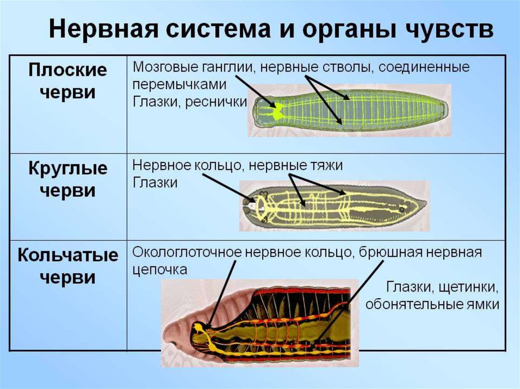 Какая система у круглых червей. Нервная система плоских круглых и кольчатых червей. Нервная система кольчатых червей 7 класс. Нервная система круглых и кольчатых червей. Типы нервных систем у червей.
