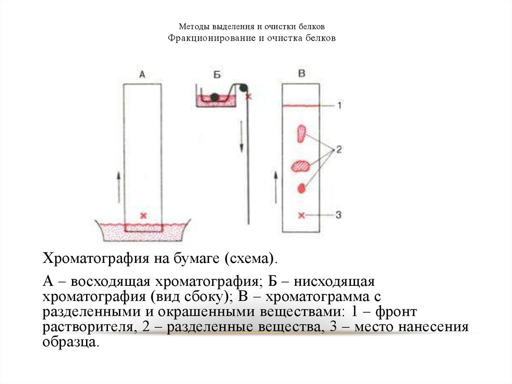 Методы очистки белков