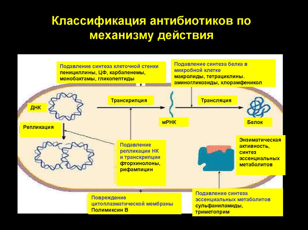 Схема действия антибиотиков