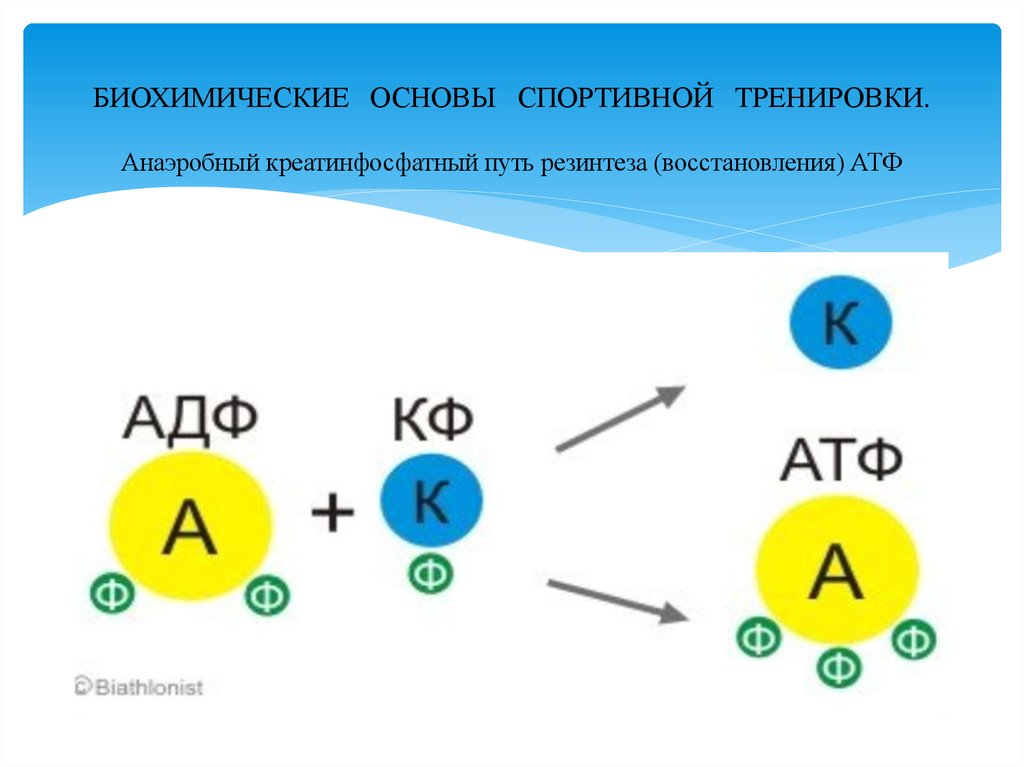 Креатинфосфат атф. Креатинфосфат + АДФ. Креатин АТФ. АТФ И АДФ. АТФ В АДФ реакция.