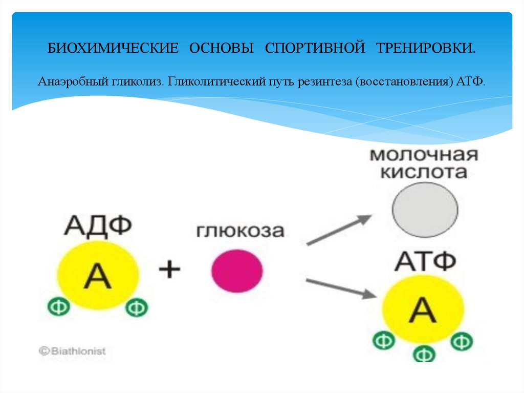 Анаэробный гликолиз. Анаэробный гликолиз АТФ. Гликолиз АТФ. Анаэробный путь гликолиза.