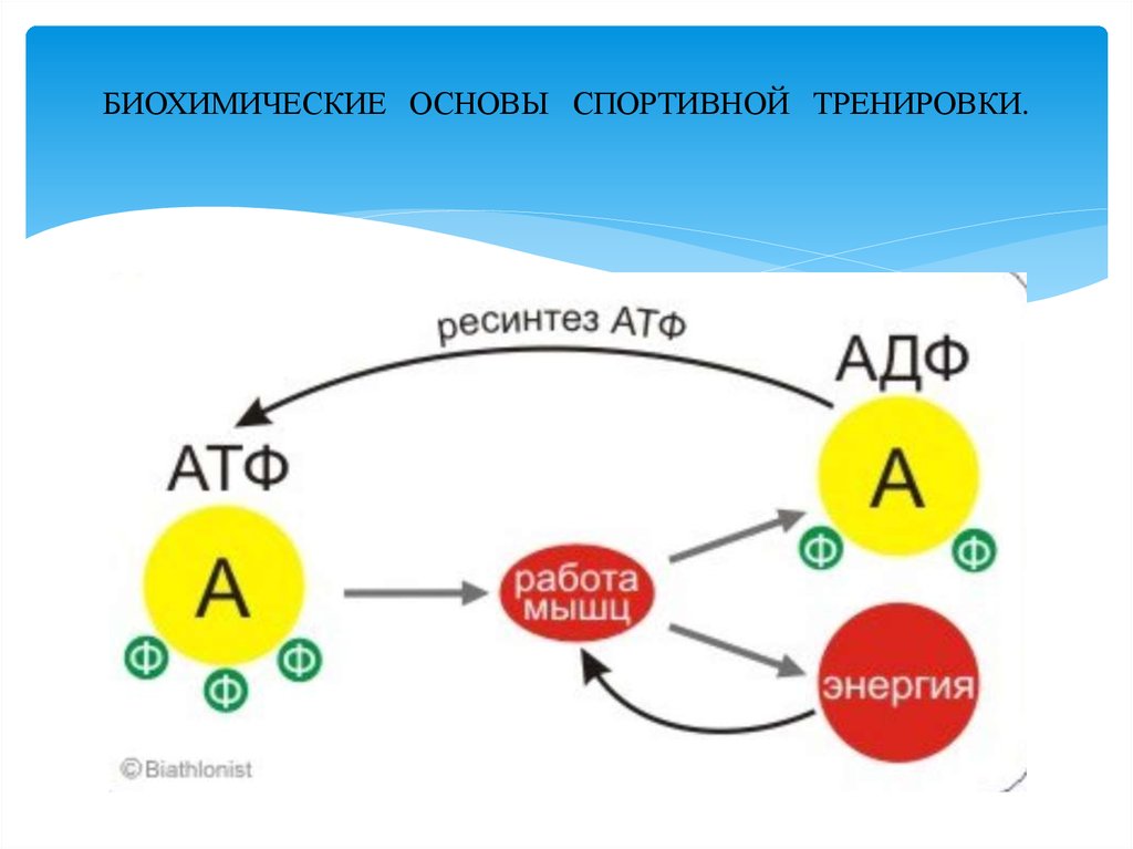 Выход атф. Выход атф