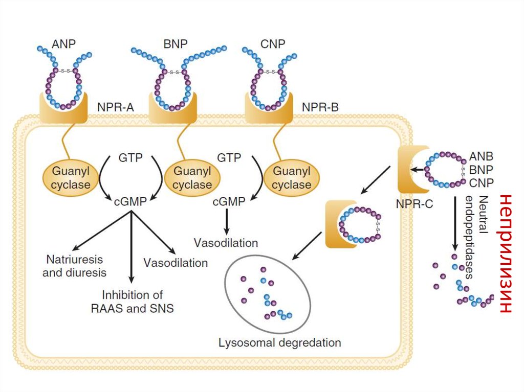 неприлизин