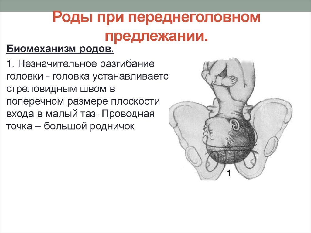 Передний вид затылочного. Биомеханизм переднеголовном предлежании биомеханизм. Переднеголовное предлежание плода биомеханизм. Механизм родов при переднеголовном предлежании. Переднеголовное предлежание плода биомеханизм родов.