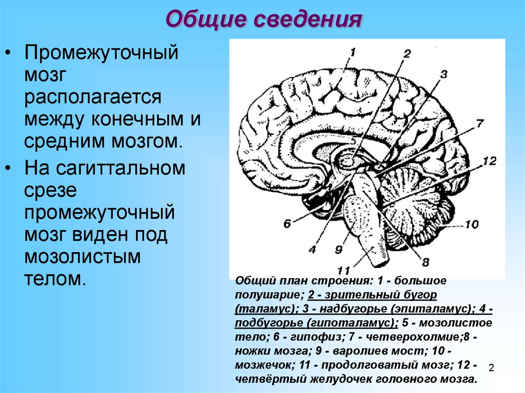 Промежуточный строение и функции. Отделы промежуточного мозга 3. Общий план строения промежуточного мозга. Промежуточный мозг вид сбоку. Промежуточный мозг строение.