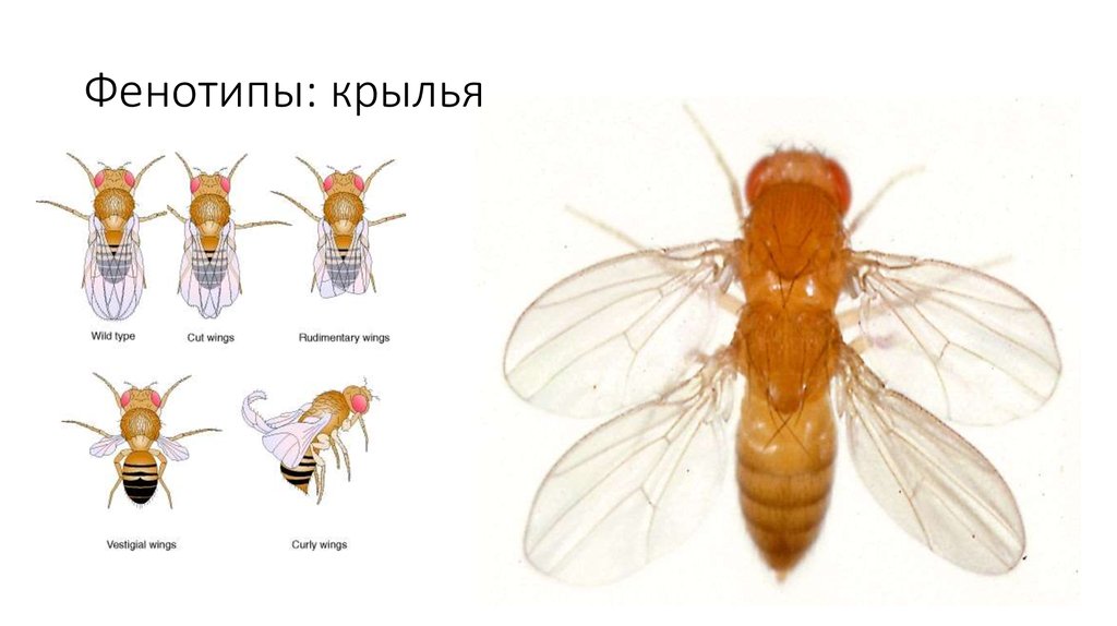 Редуцированные крылья у дрозофилы