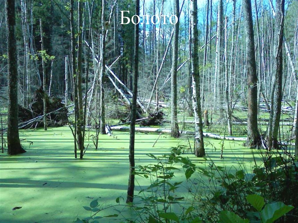 Болото