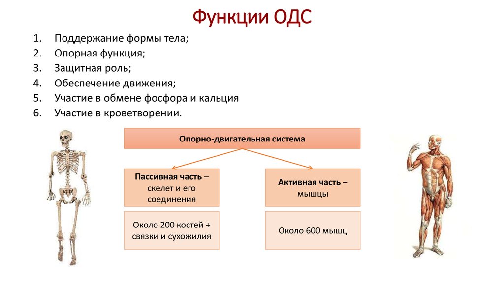 Основные двигательные функции