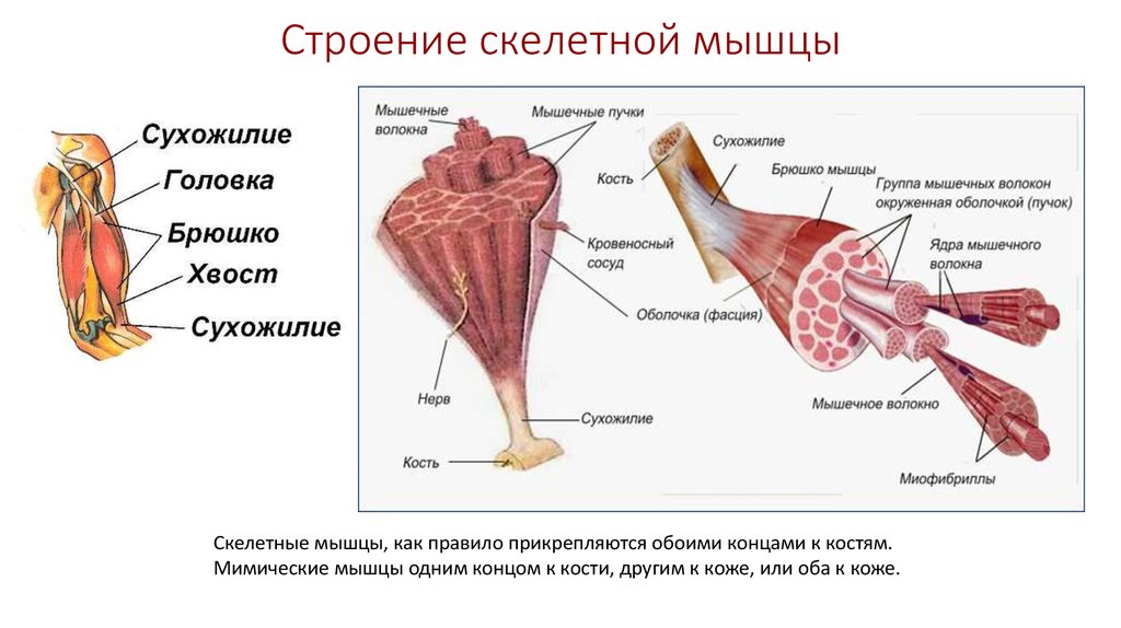 Изображение скелетных мышц