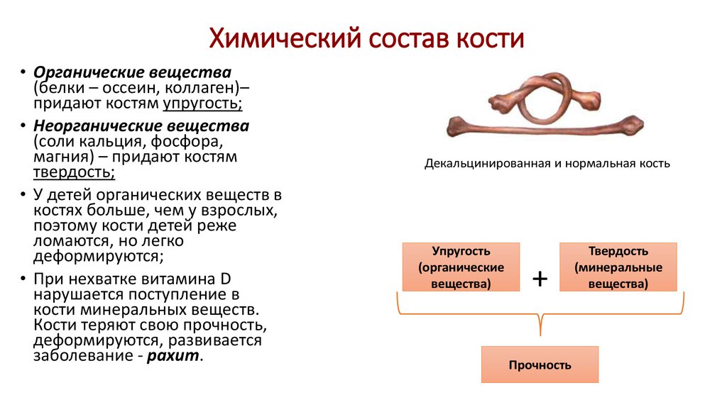 Состав кости схема