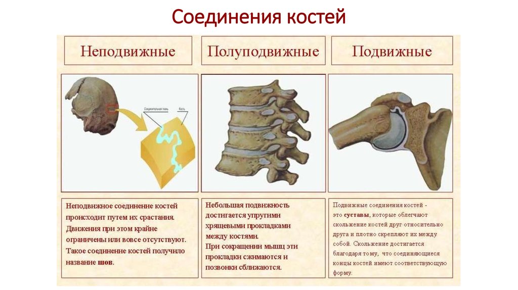 Подвижные полуподвижные неподвижные кости. Типы соединения костей полуподвижные. Неподвижные полуподвижные и подвижные соединения костей.